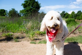 Pups in park